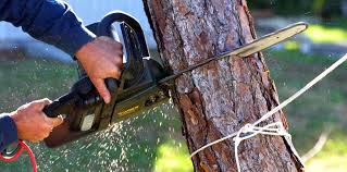 How Our Tree Care Process Works  in  Leon, IA