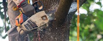 Best Residential Tree Removal  in Leon, IA