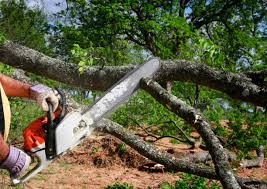 Best Tree Preservation Services  in Leon, IA