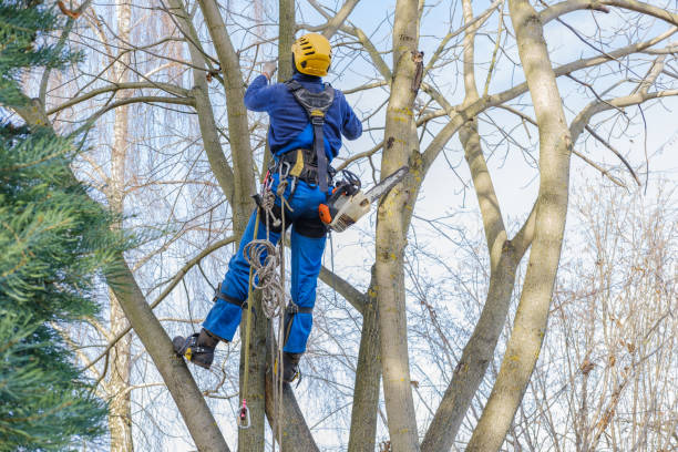 Tree and Shrub Care in Leon, IA