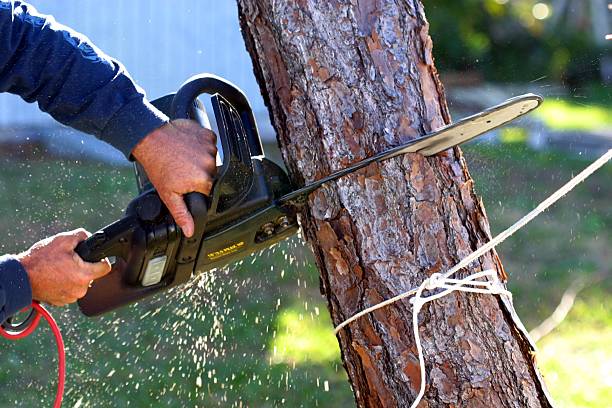 Best Storm Damage Tree Cleanup  in Leon, IA