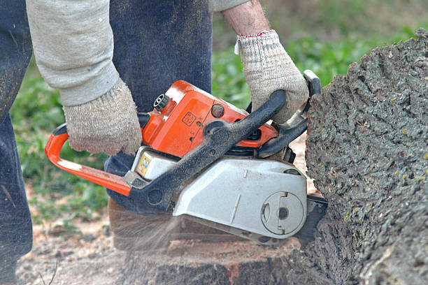  Leon, IA Tree Removal Services Pros