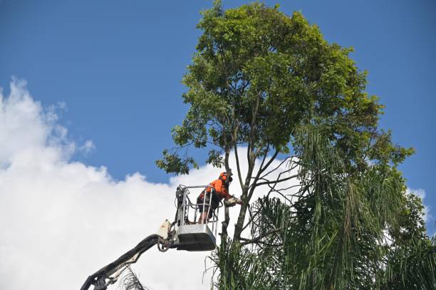 Best Weed Control  in Leon, IA