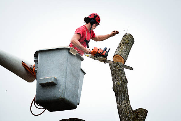 Best Hedge Trimming  in Leon, IA