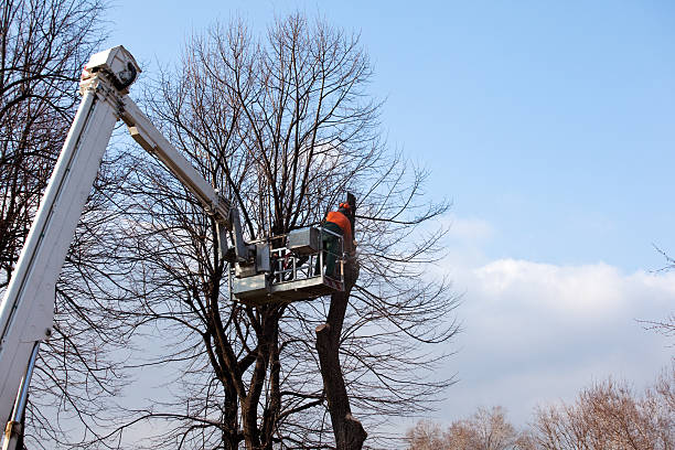 Best Leaf Removal  in Leon, IA